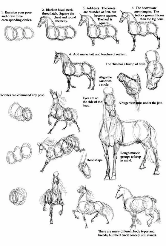 How to Draw a Horse Step by Step Realistic