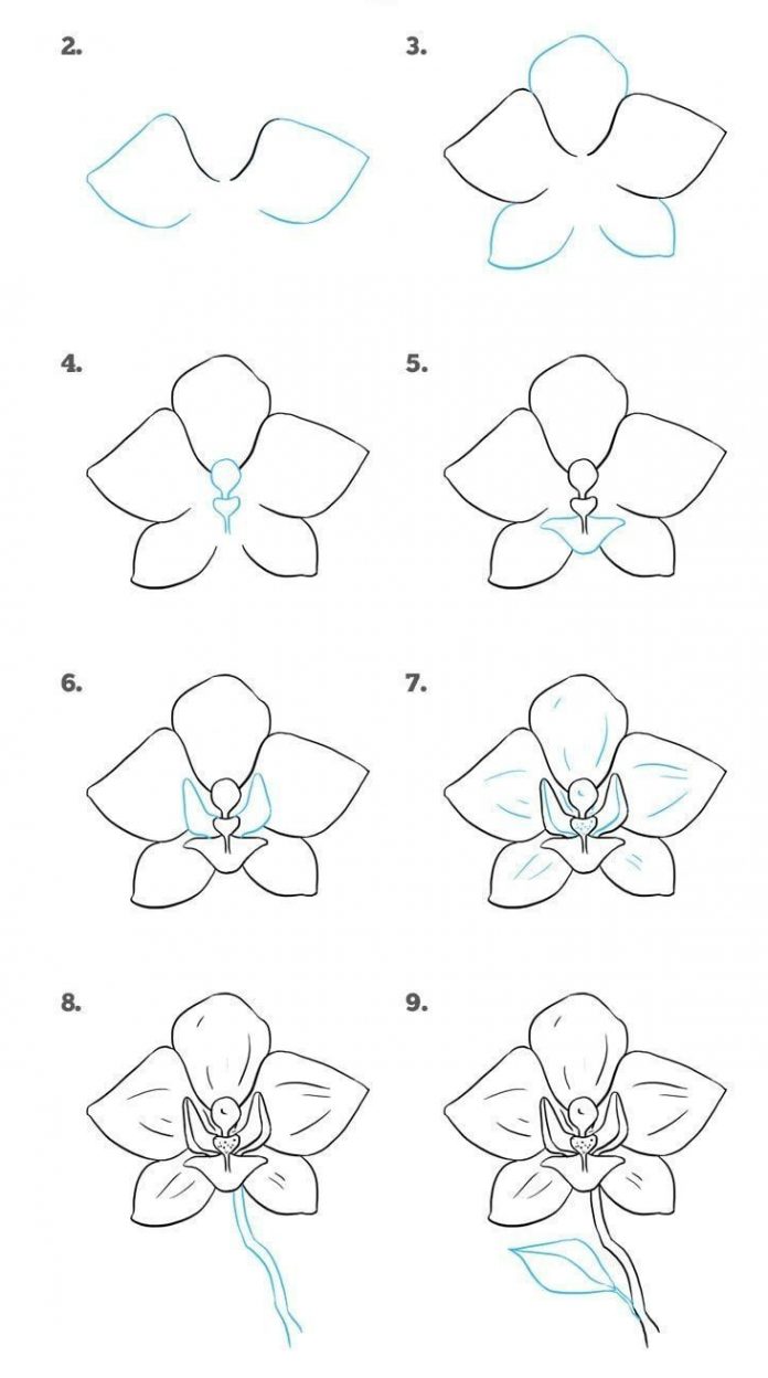 Easy Drawing Tutorials for Beginners Cool Things to Draw Step By Step