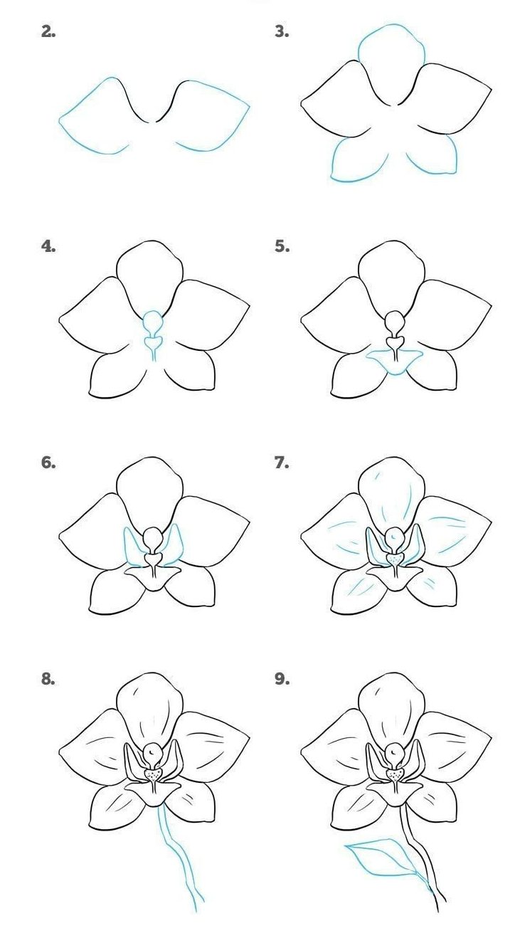 Great How To Draw An Orchid Flower Step By Step  Don t miss out 