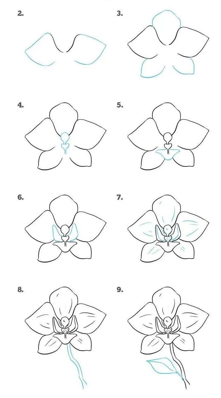 How to Draw Orchid Flower Step by Step