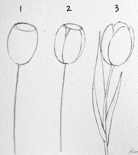 how to draw a tulip flower step by step