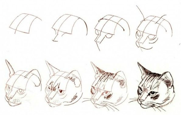 Cat head drawing step by step