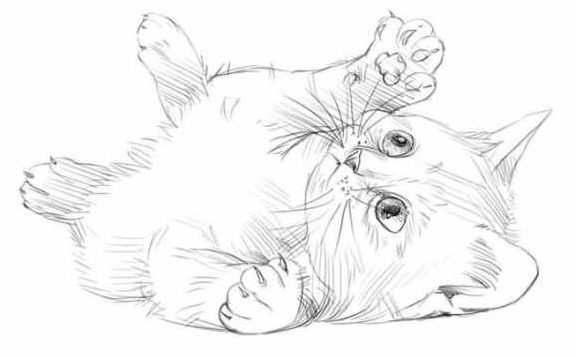 20 Easy Cat Drawing Step by Step Tutorials - Simple Cat Sketch