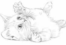 Cute cat drawing step by step