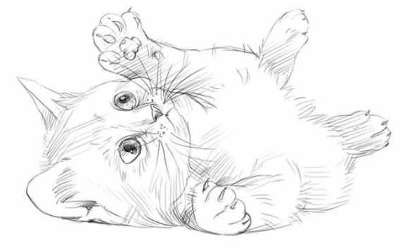 20 Easy Cat Drawing Step By Step Tutorials Simple Cat Sketch