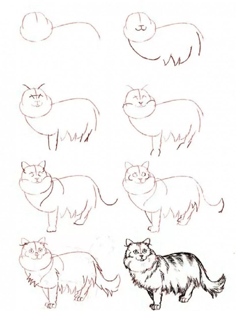 Easy step by step beginner cat drawing