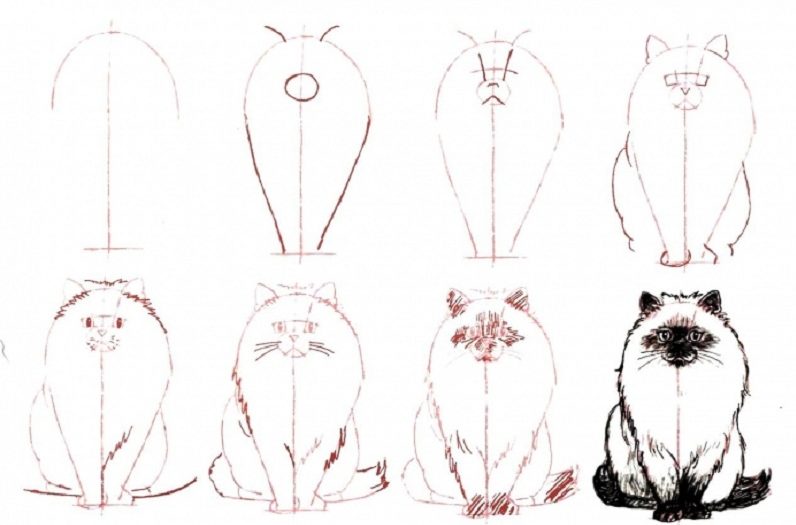 easy cat drawing step by step