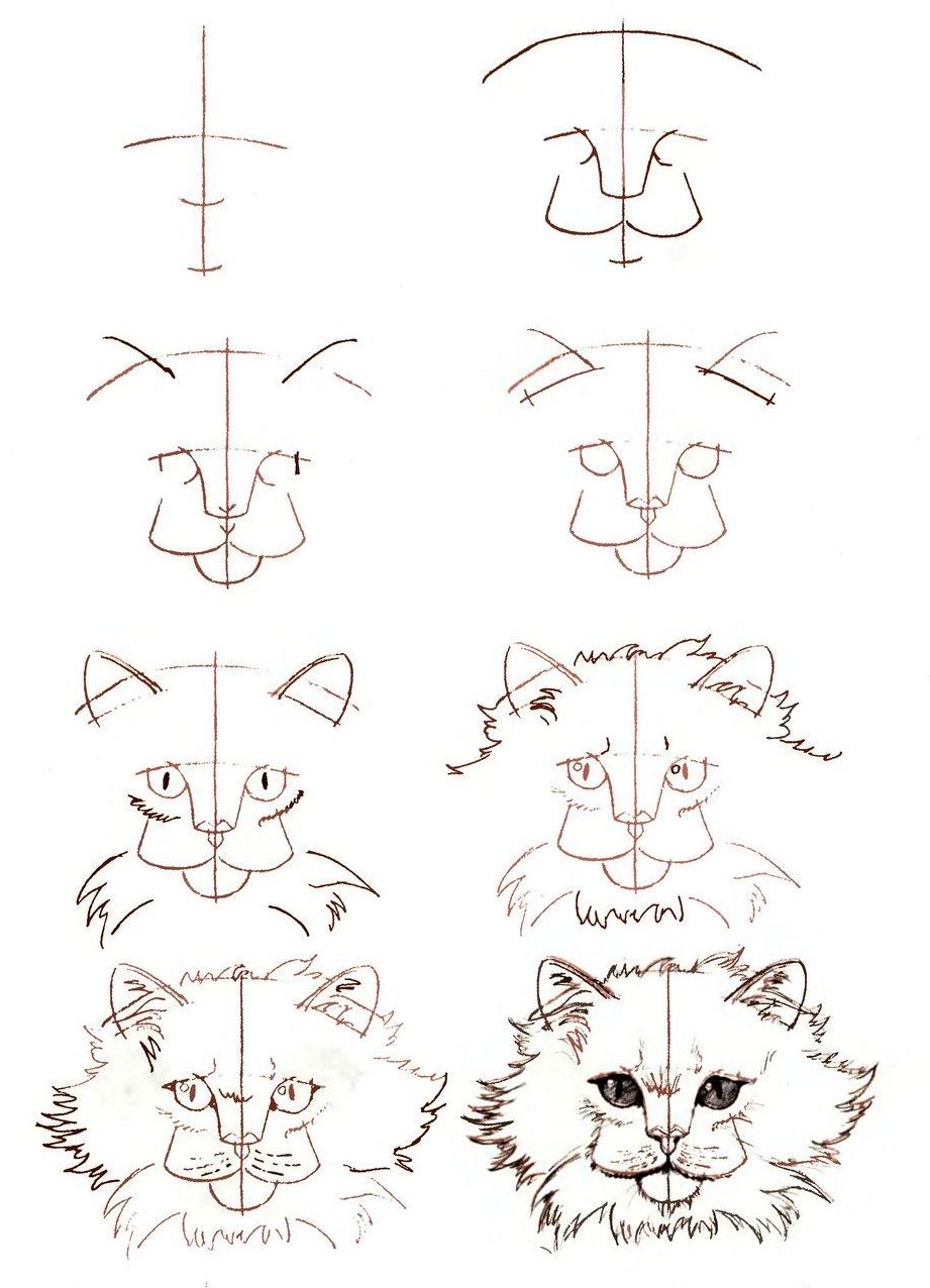 easy cat face drawing