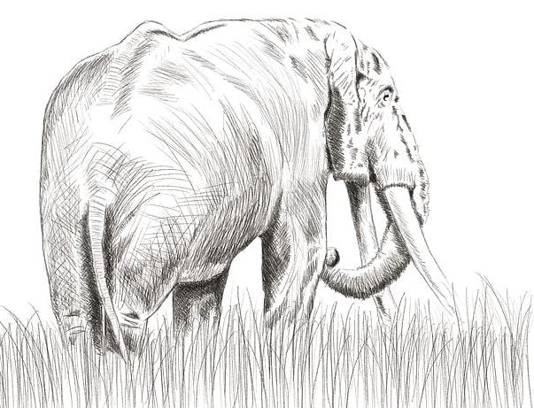 Best Sketch How To Draw A Realistic Elephant Step By Step for Beginner