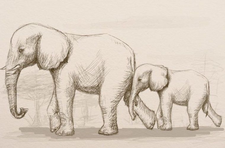 Details 129+ realistic elephant drawing latest