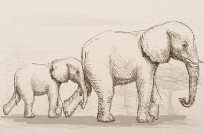 realistic elephant and baby drawing