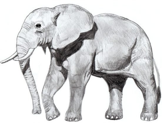 10 Realistic Elephant Drawings Step by Step - Do It Before Me
