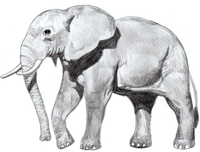 10 Realistic Elephant Drawings Step by Step | Do It Before Me Realistic Drawings Of Elephants