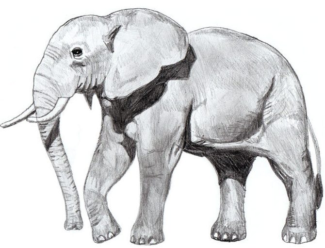 elephant drawing realistic