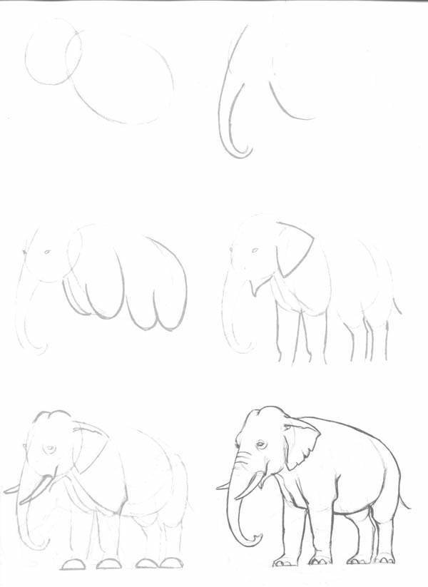 New Sketch How To Draw A Realistic Elephant Step By Step for Kindergarten