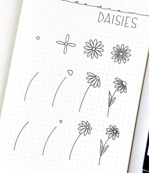 Daisy flower drawing