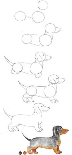 dachshund puppy sausage drawing dog step by easy