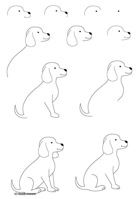 drawing dog step by easy