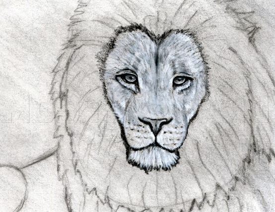 drawing lion step by pencil