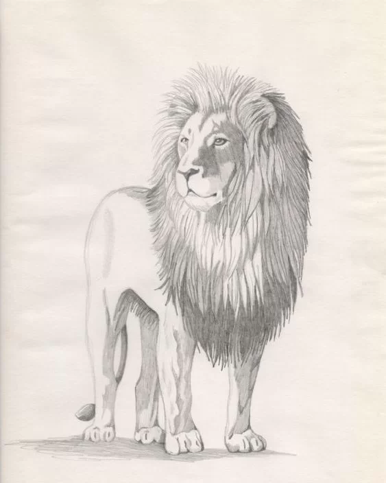 full body lion drawing