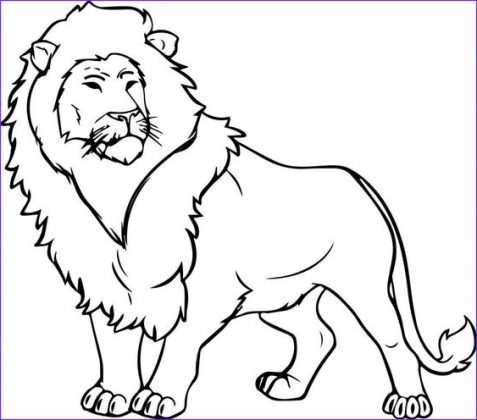 20 Easy Lion Drawing Step by Pencil - How To Draw Lion - Do It Before Me