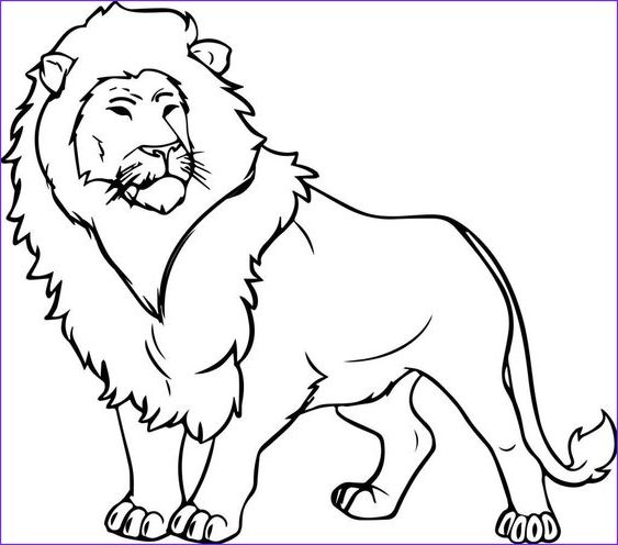 lion drawing color
