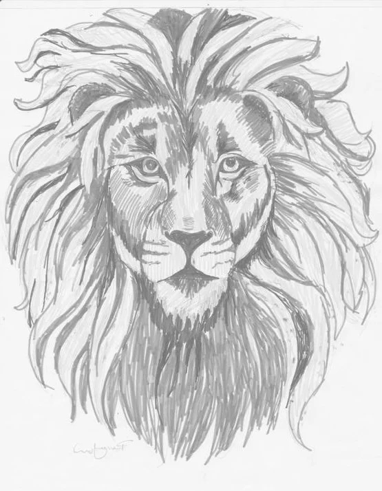 realistic easy realistic lion drawing