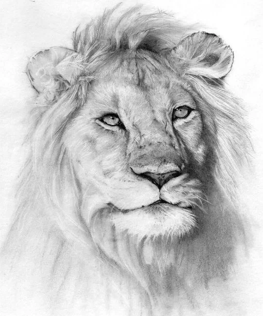 realistic face realistic lion drawing