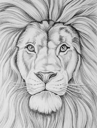 realistic lion face drawing