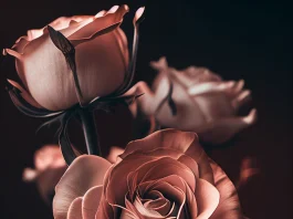 iPhone Rose Gold Aesthetic Wallpapers