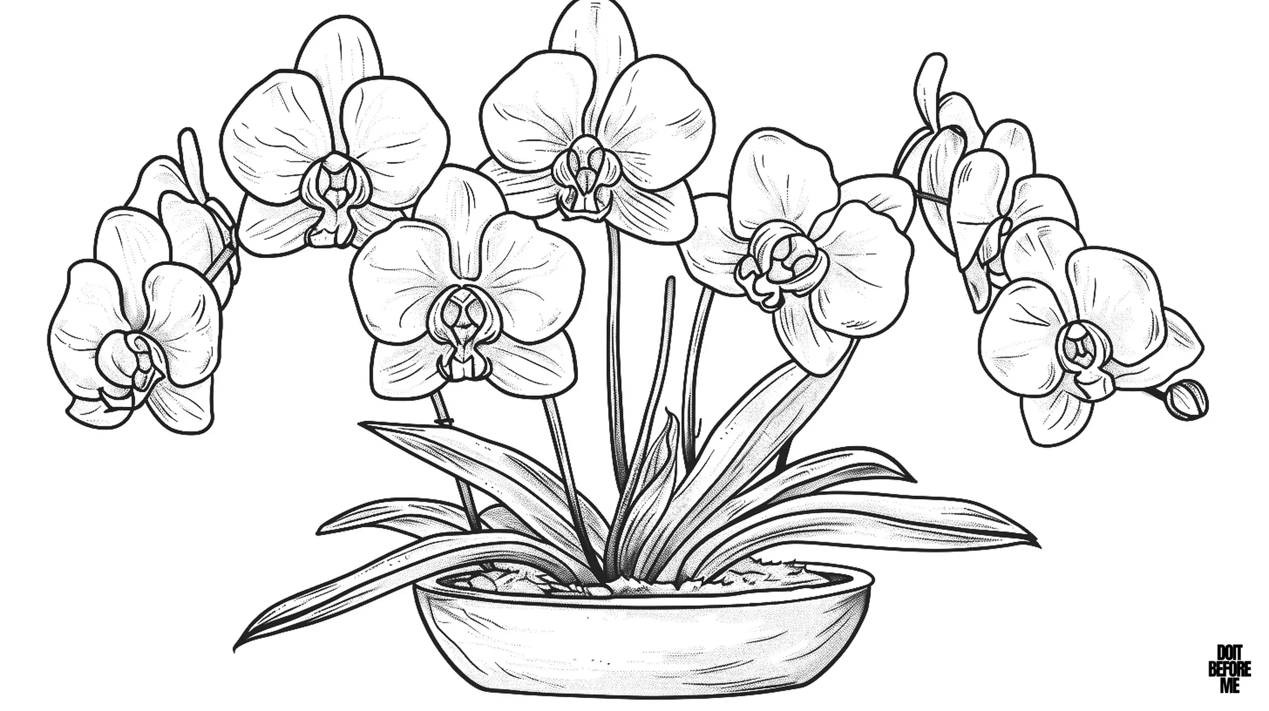 Printable realistic coloring page of a mature orchid flower in bloom in a pot. Since the page is detailed, it is more suitable for adults to color.