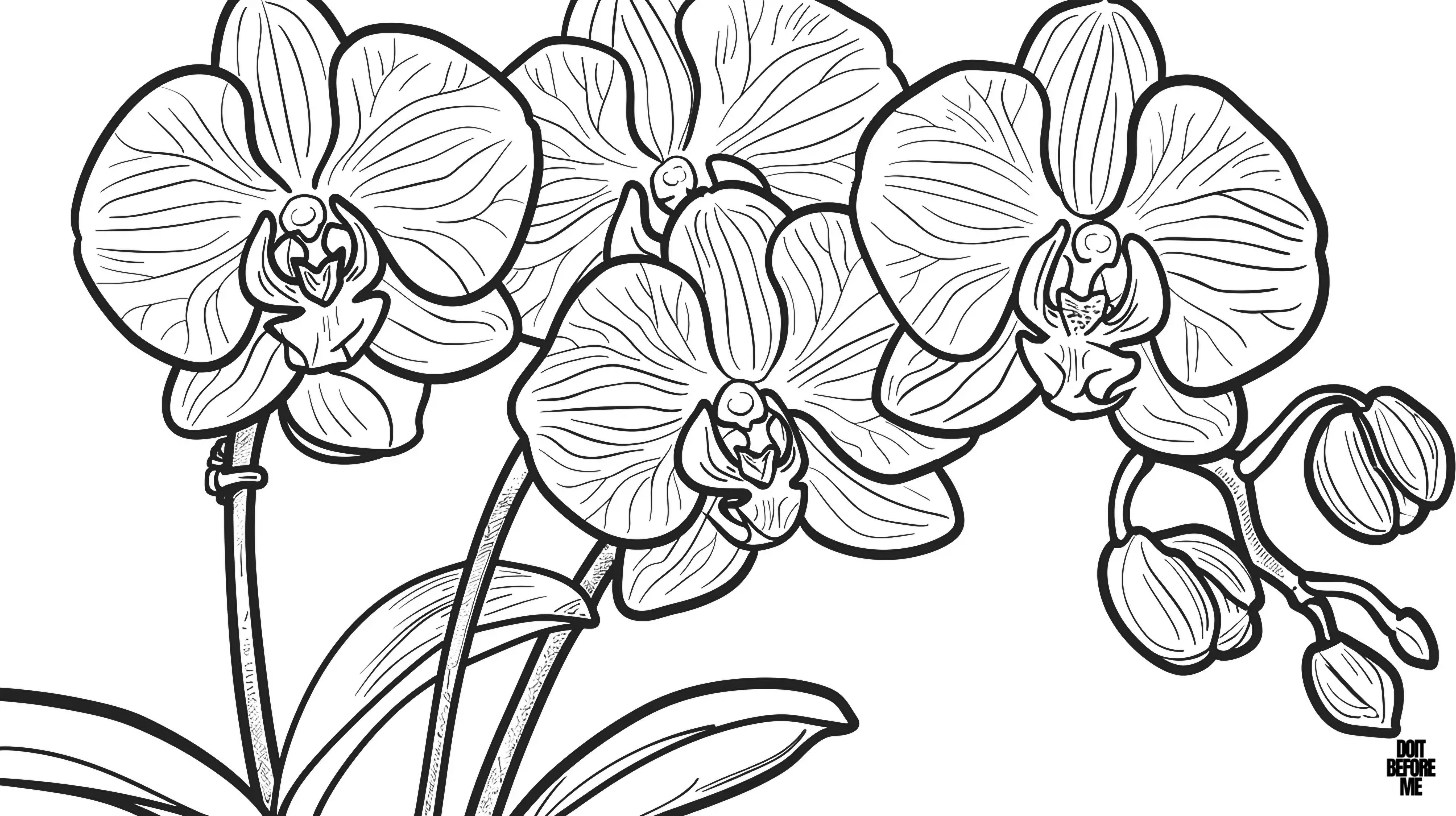 Realistic coloring page for adults features a cluster of elegant orchid blossoms. The orchids are detailed with intricate lines that highlight their delicate petals and unique shapes. The slender stems support the blooms and a few unopened buds.